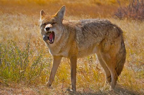 animals that eat coyotes